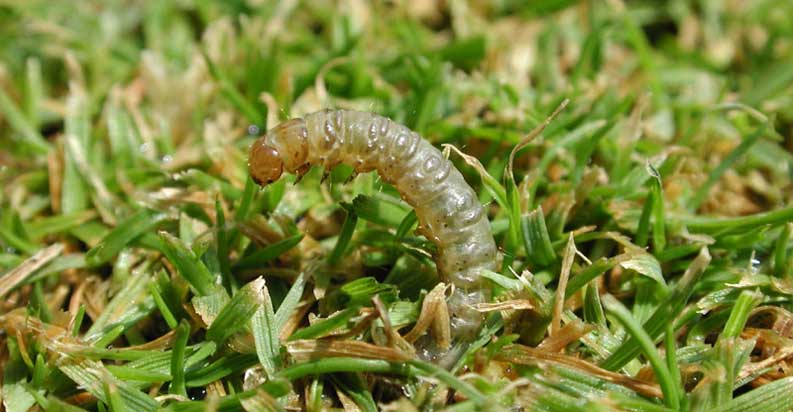 Sod Webworm Control Services in Plant City, Florida