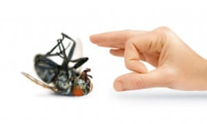 Pest Control in Lakeland, FL 