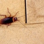 Insect & Pest Control