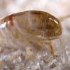 Flea Control Services