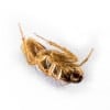 Roach Control Services