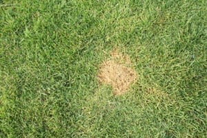 how to get rid of crab grass