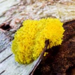 Fungus Control in Plant City, Florida