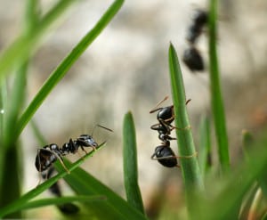 Outdoor Pest