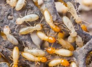 Termite Prevention, Winter Haven, FL