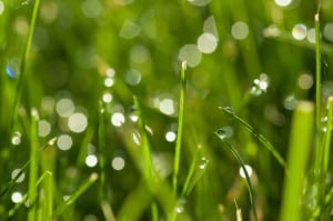 Lawn spraying