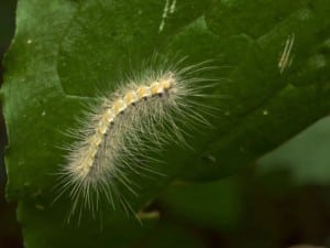 Webworm Control Services in Bartow, Florida