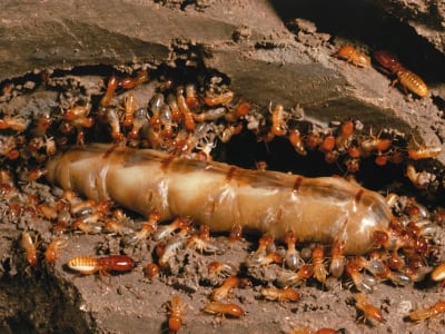 Termite Removal in Auburndale, Florida