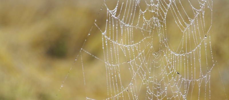 Spider Control Services in Auburndale, FL