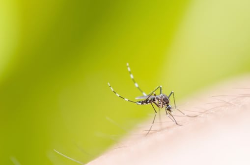 Mosquito Control Services in Plant City, Florida