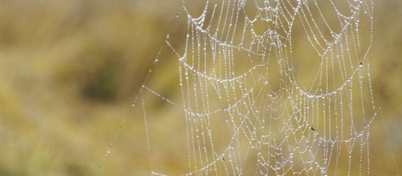Spider Control Services in Plant City, Florida