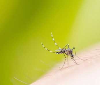 Mosquito Control