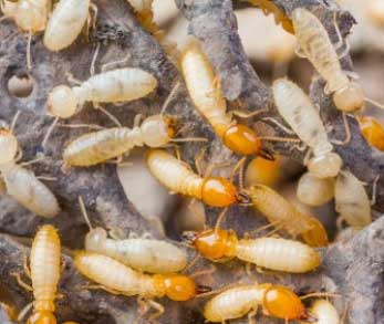 Termite Treatments