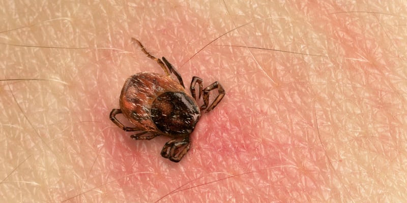 Tick Control