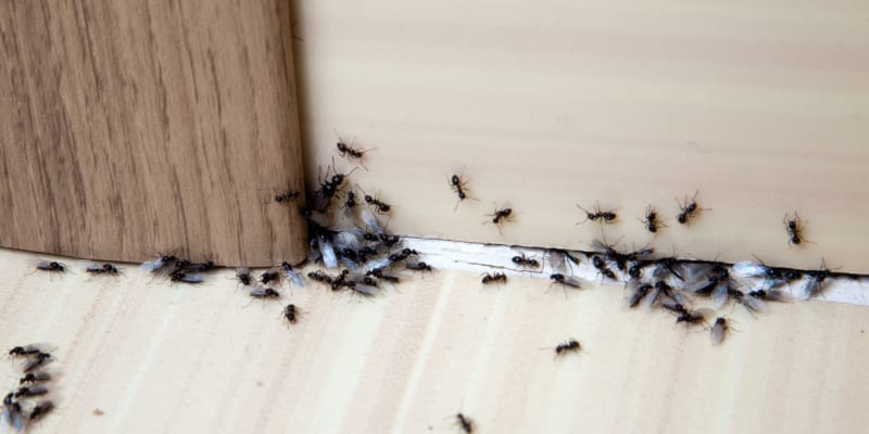 Ant Control in Plant City, Florida