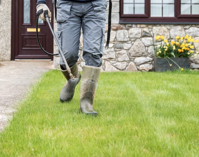 Keep Your Lawn Healthy with Lawn Care Services The Other