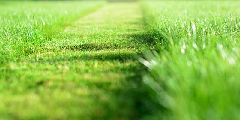Lawn Care Services: The Basics